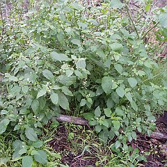 solanum americanum